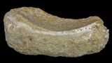 Eodiaphyodus Tooth Plate - Cretaceous Fish #60537-2